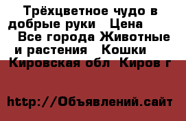 Трёхцветное чудо в добрые руки › Цена ­ 100 - Все города Животные и растения » Кошки   . Кировская обл.,Киров г.